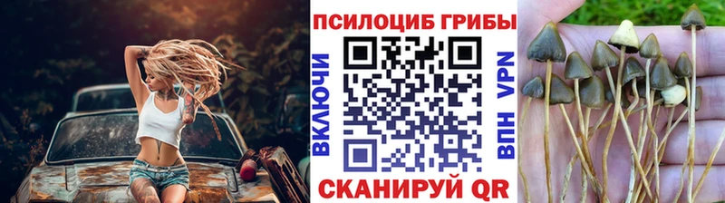 купить наркоту  кракен ссылки  Псилоцибиновые грибы GOLDEN TEACHER  Щёлкино 